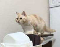 4歳になった猫ちゃん、予想外の誕生祝いに警戒モード→「慎重な様子も激カワ」の声