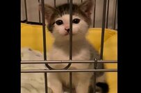 奇跡的な可愛さ！元保護猫に悶絶の声殺到「蛍ちゃんカット！」