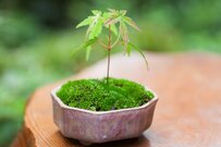 和のガーデニング【盆栽】初心者向け・基本の育て方＆オススメ植物4選