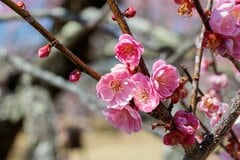 【障害年金】3級の最低保障額「月額：約5.2万円」受給額は何で決まる？精神障害の5割以上が「3級」診断書別の支給件数