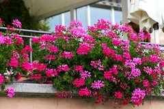 【春のベランダガーデニング】ハンギングでオシャレな見映えに！オススメの花6選、高低差がポイント