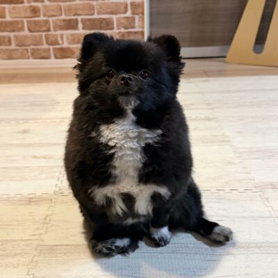 「破れたキンパ」と呼ばれるワンちゃん
