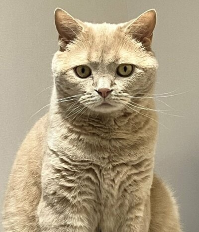 まるで証明写真