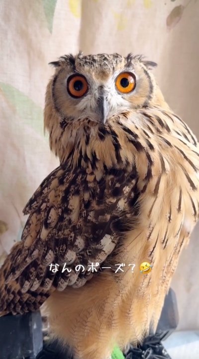 投稿動画のワンシーン