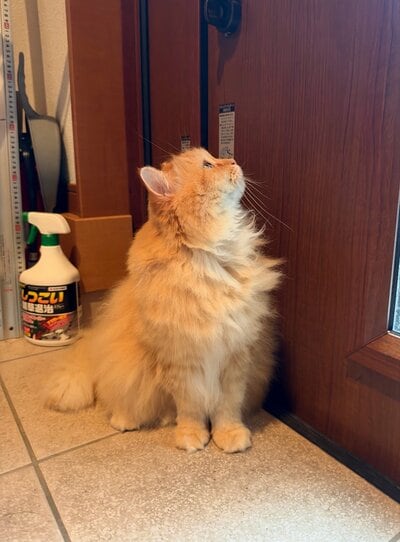 まっすぐ上を見つめるエマちゃん