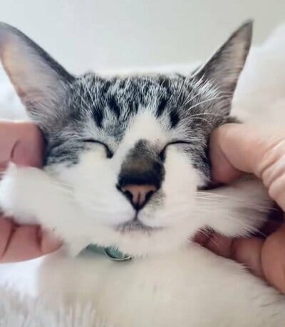 ●●キャプション(上)