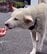 「ボボの物語はハッピーエンドに」前脚が切れかけたまま1年耐えた犬、手術を経て3本脚で元気に