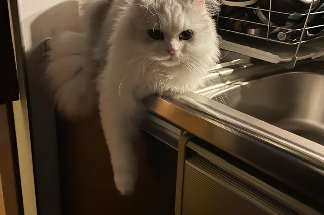 妻「御飯キッチンにあるよ」超ドヤ顔の猫のお吸い物に8万いいね