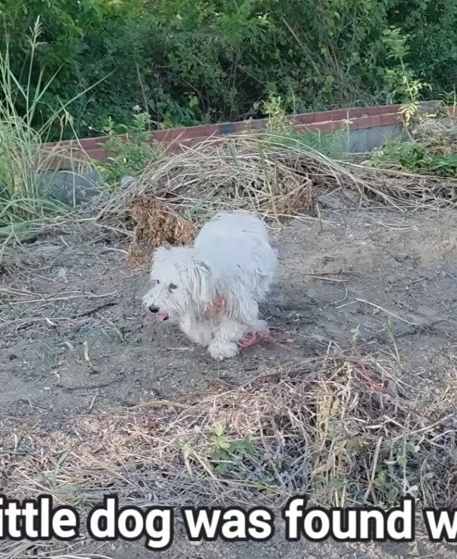 体にロープが絡まり毛玉に覆われてさまよっていた犬を保護 治療を受けてすっきりと見違える姿に変身