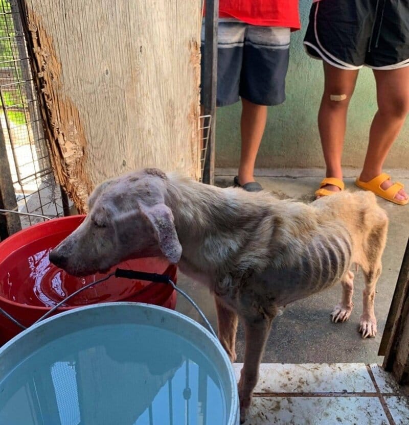 痩せ細り「命の危機」にあった保護犬 懸命な治療で回復し「たくさんの愛情」に包まれ幸せをつかんだ姿に反響