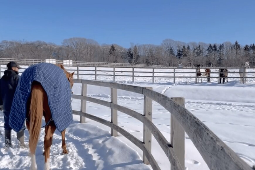 出所：うらかわ優駿ビレッジAERUツイッターアカウント