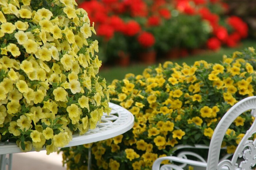 Reut MG/shutterstock.com