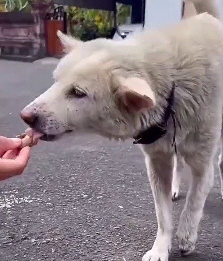 「ボボの物語はハッピーエンドに」前脚が切れかけたまま1年耐えた犬、手術を経て3本脚で元気に