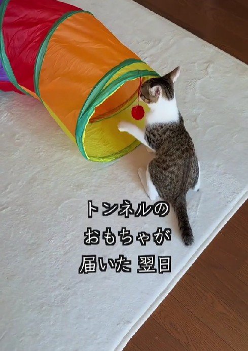 出所：＠lumi.towncat