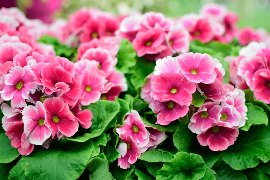 Mali lucky/shutterstock.com