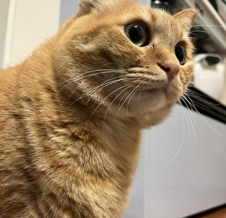 出所：@kagisuzu0531