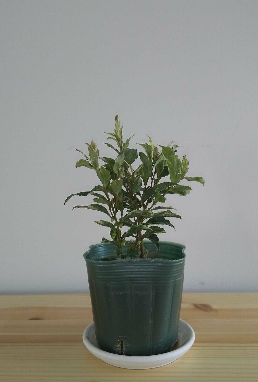 ヒサカキ 残雪（LIMO編集部）