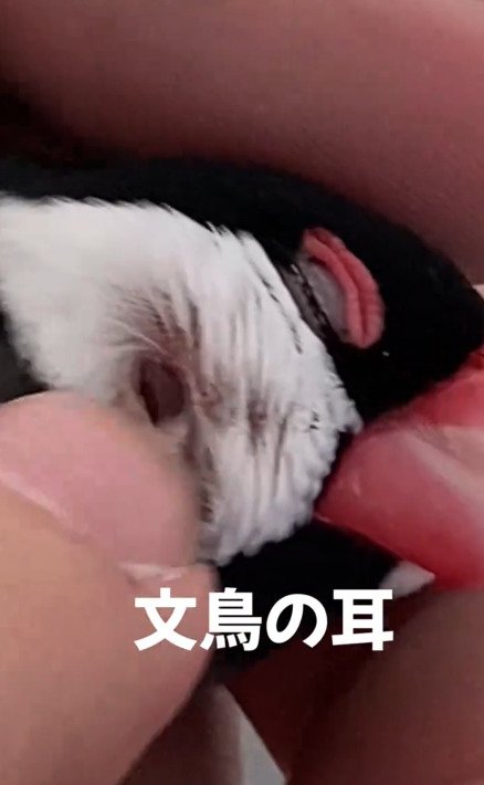 出所：@buntyo_suehiro