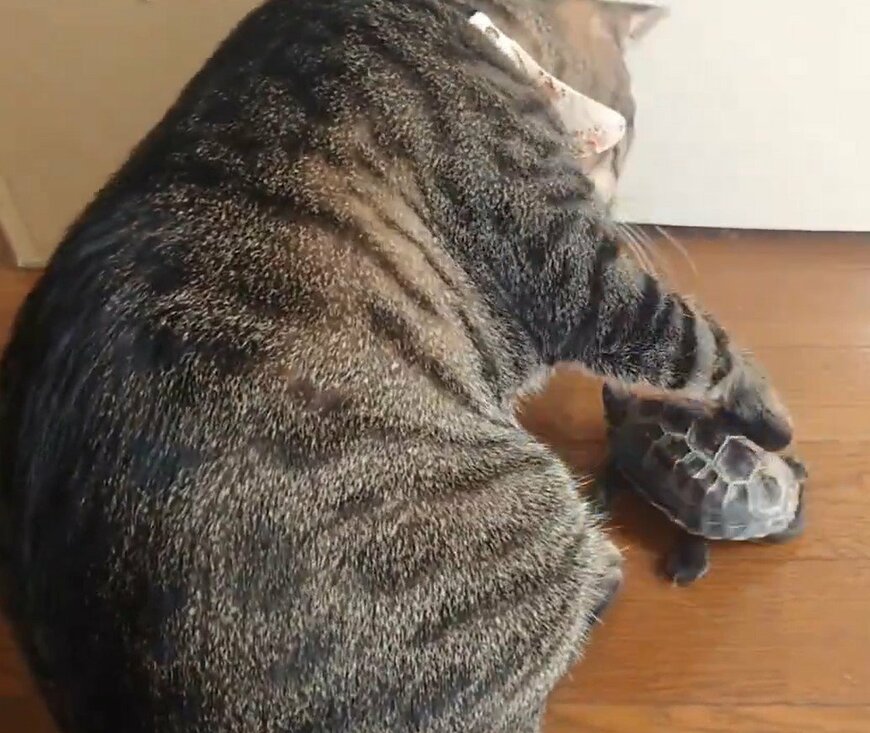 出所：@Mh0MLiErcV8E97C