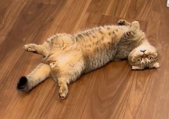 出所：@ponpokopontanu