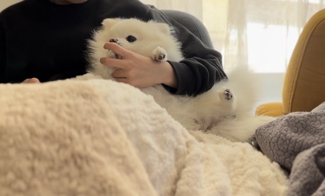大好きなお姉ちゃんの腕に入り込んだワンコ　直後のかわいすぎる振る舞いにホッコリ