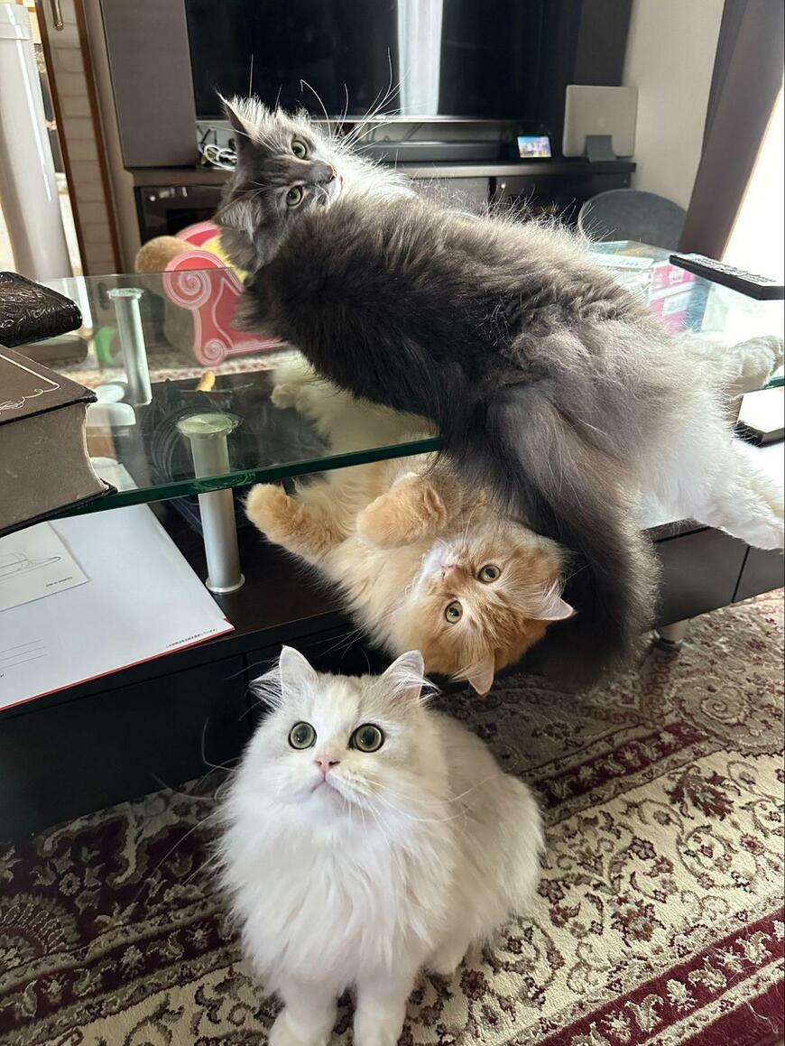 出所：@NEKOLAND13