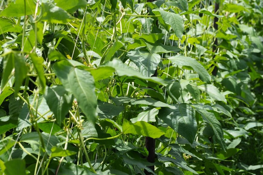 Sodamika Photo/shutterstock.com