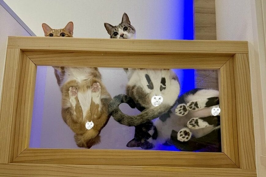 「かわいい猫」たちを下から眺めていると…　まさかの様子に「目が慈悲に溢れている」