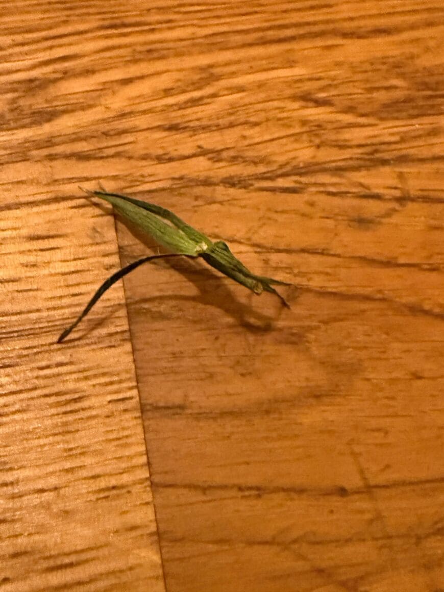 近くで見てもバッタに見える