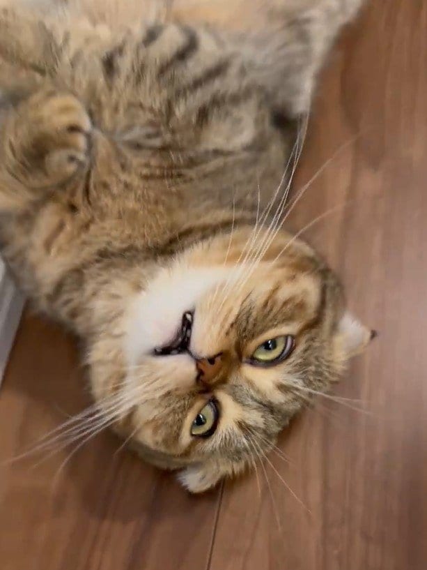 出所：@ponpokopontanu