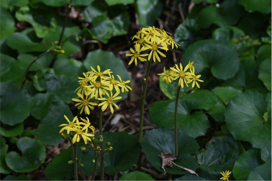 ツワブキ　undefined undefined/istockphoto.com