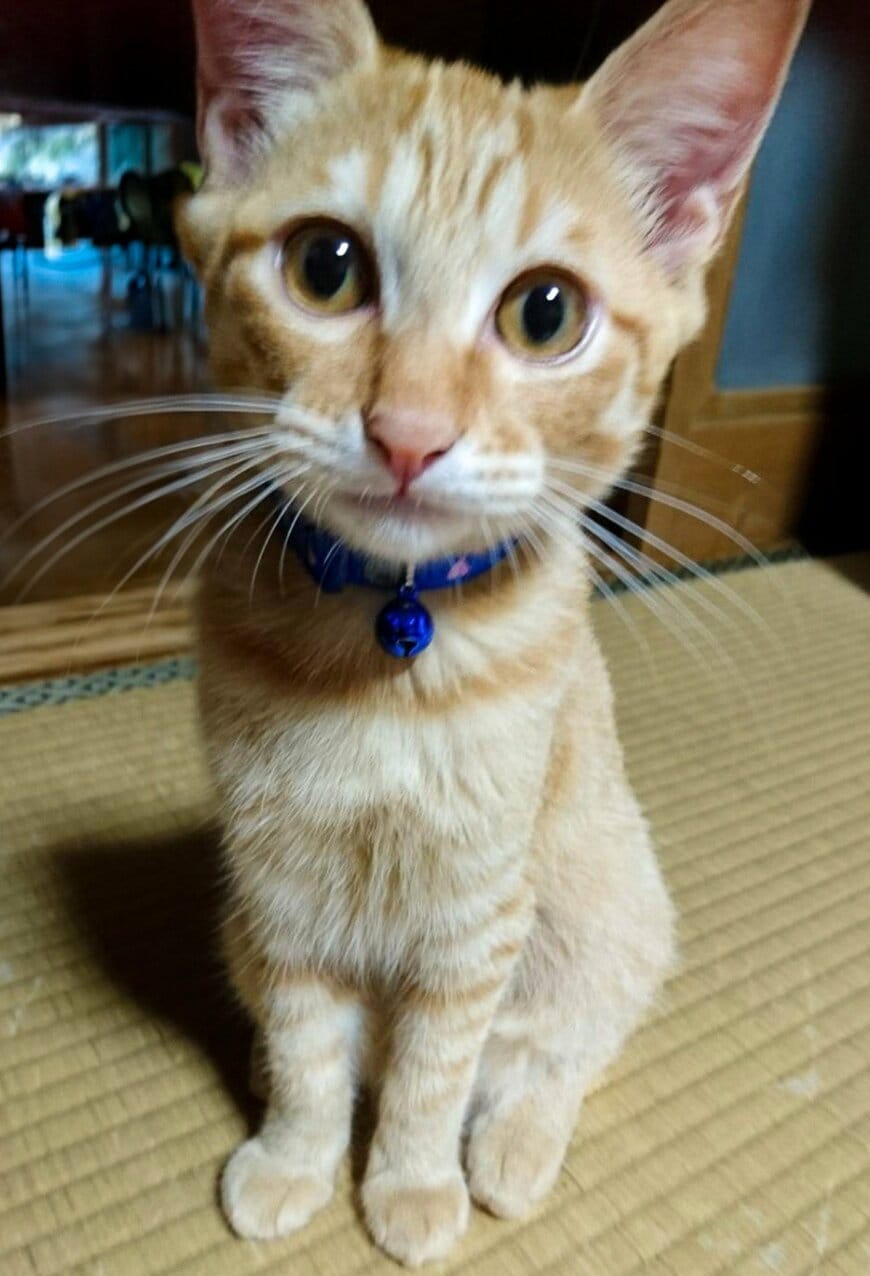 小さくて可愛い猫ちゃんが成長した結果...「歯が出てる」！？思わず目を疑う表情が大反響