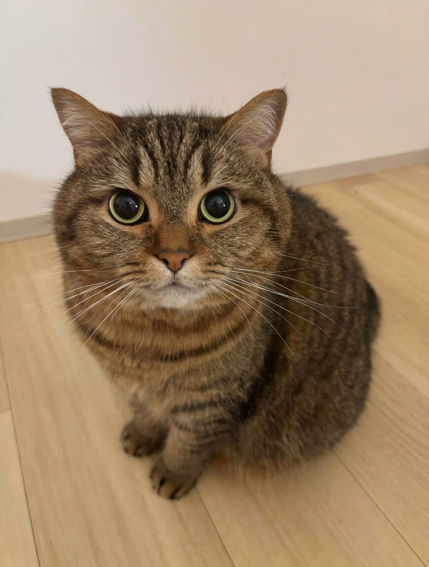 【予想外】ぱっちりお目目の美猫→“ご満悦顔”への意外な変化に思わず笑ってしまう！