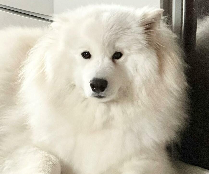 出所：@samoedsoran