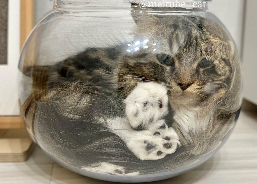 出所：@meltube_cat