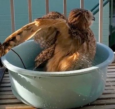 【水浴びするフクロウ】「水をかけて〜」とおねだり！？気持ちよさそうなフクロウが可愛すぎる
