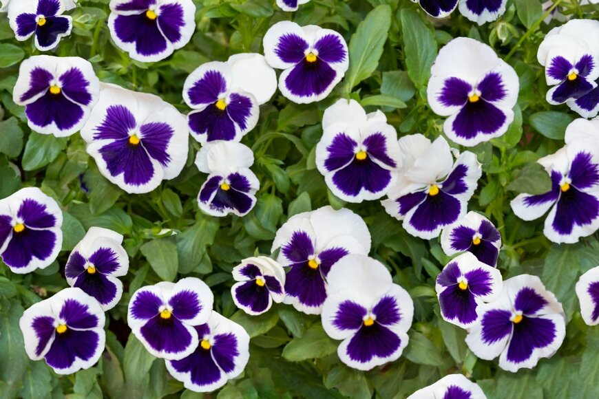 Barbara Ash/shutterstock.com