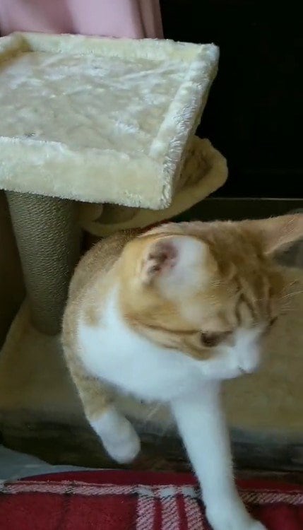 出所：@mero627puri914