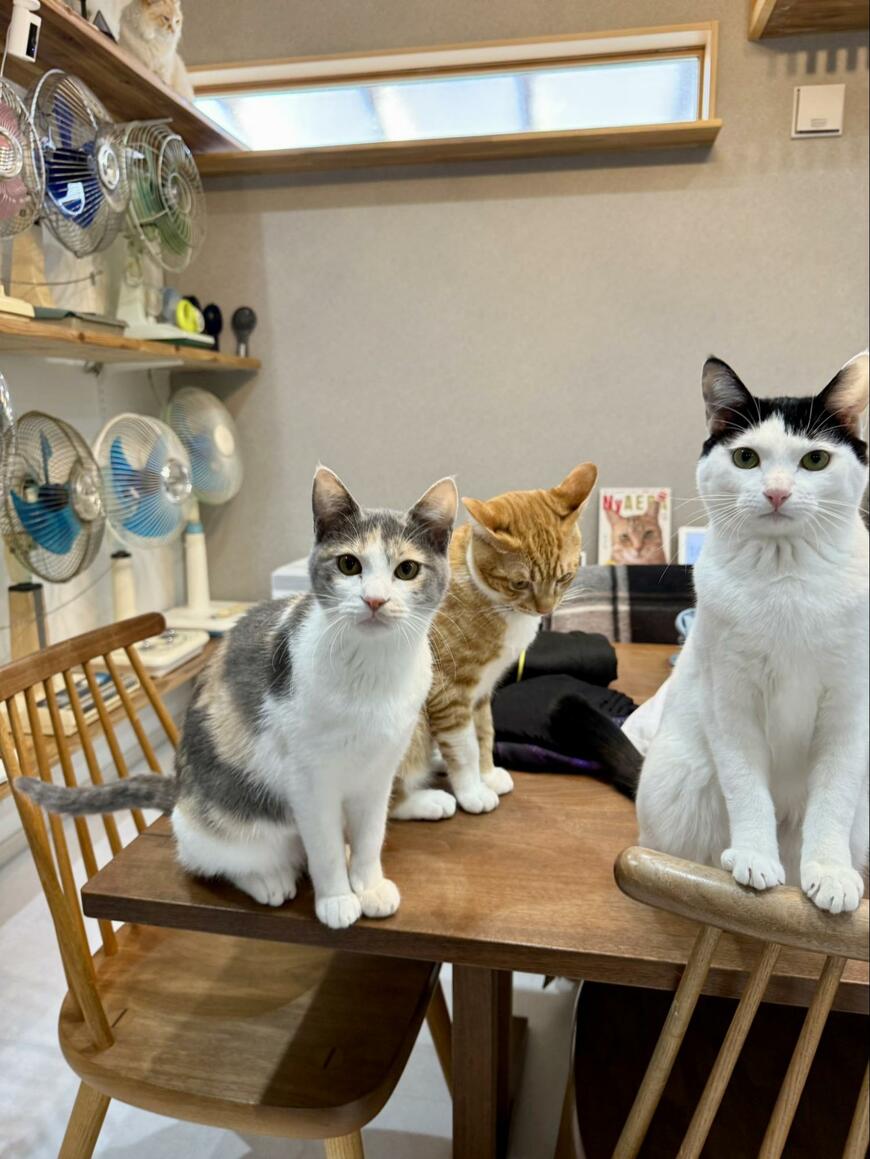 出所：@omochi_nam01