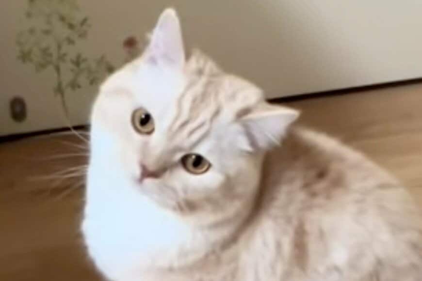 「ハイテンションな飼い主」と遊んでいた猫　急に見せた「虚無顔」に思わず目を疑う
