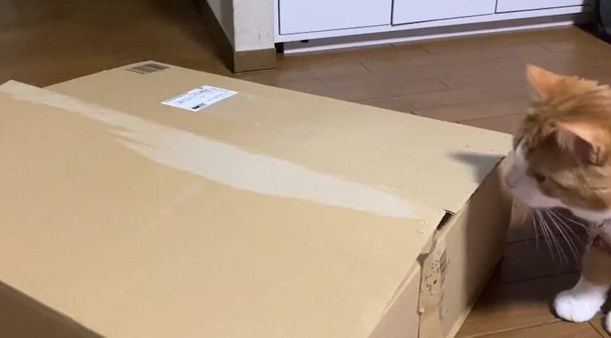 出所：@Beercat_Ana_Dar