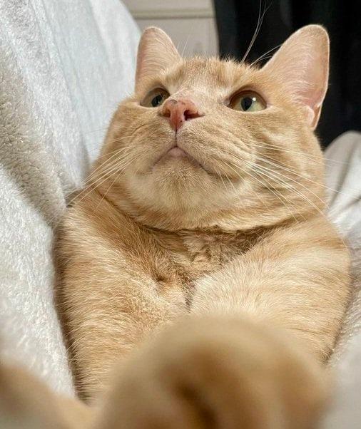 「理想の焼き加減すぎ」モフモフ猫ちゃん→こんがり美味しそうに変身！