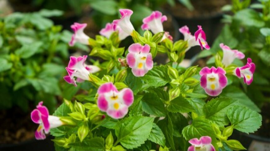 Fajar Tri Amboro/shutterstock.com