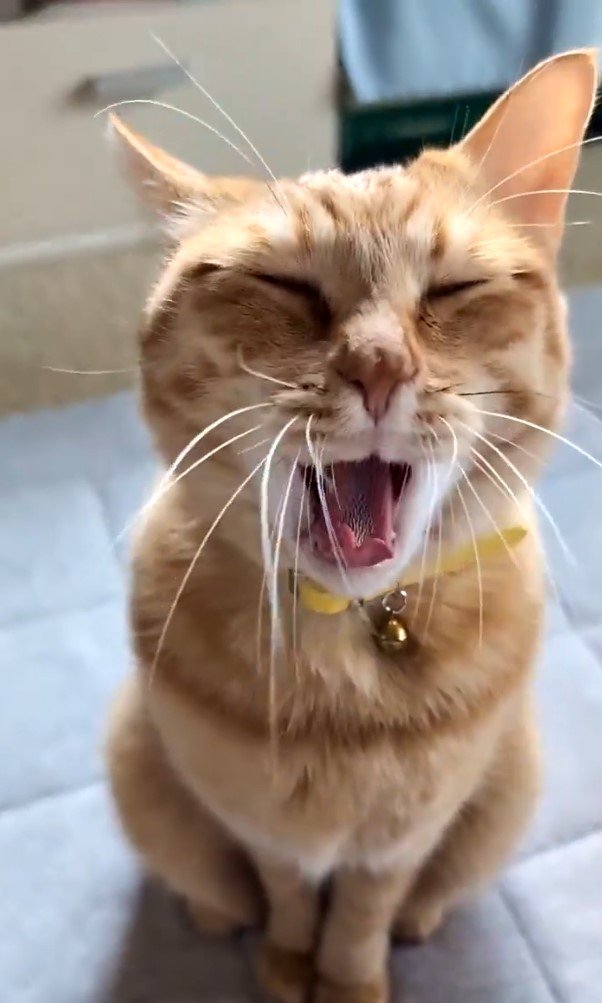 出所：＠purinlala