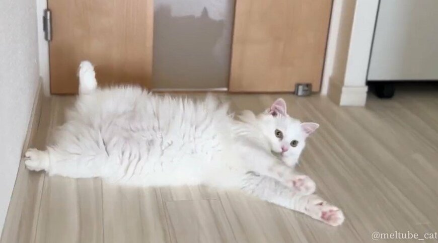出所：@meltube_cat