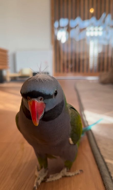 出所：@zundamame_cockatiel