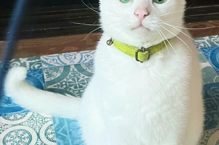 朝6時、待機する白猫さん…期待に満ちた「緑色の瞳」が美しい