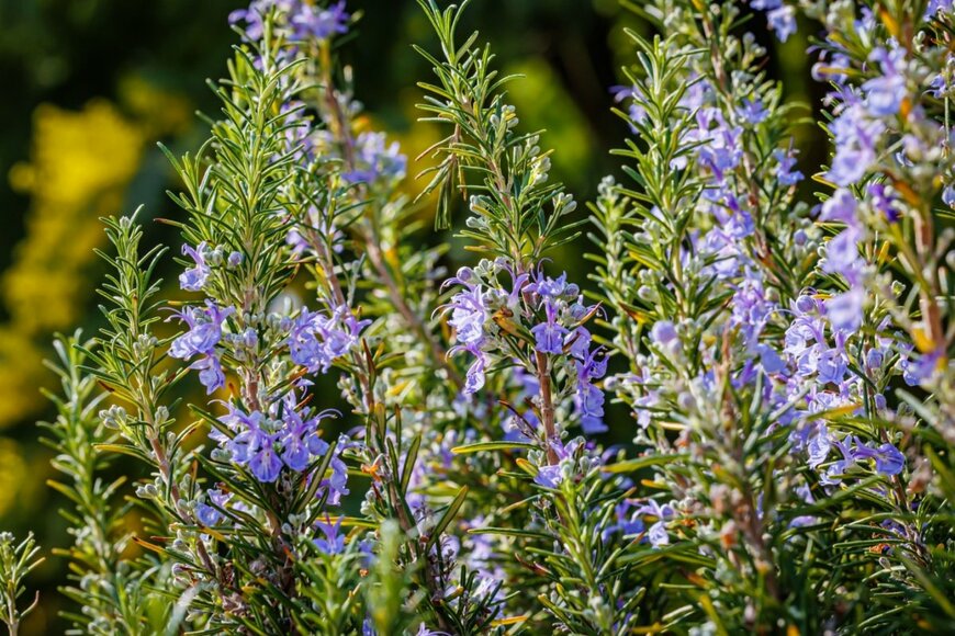 紫色の花を咲かせるローズマリーの様子