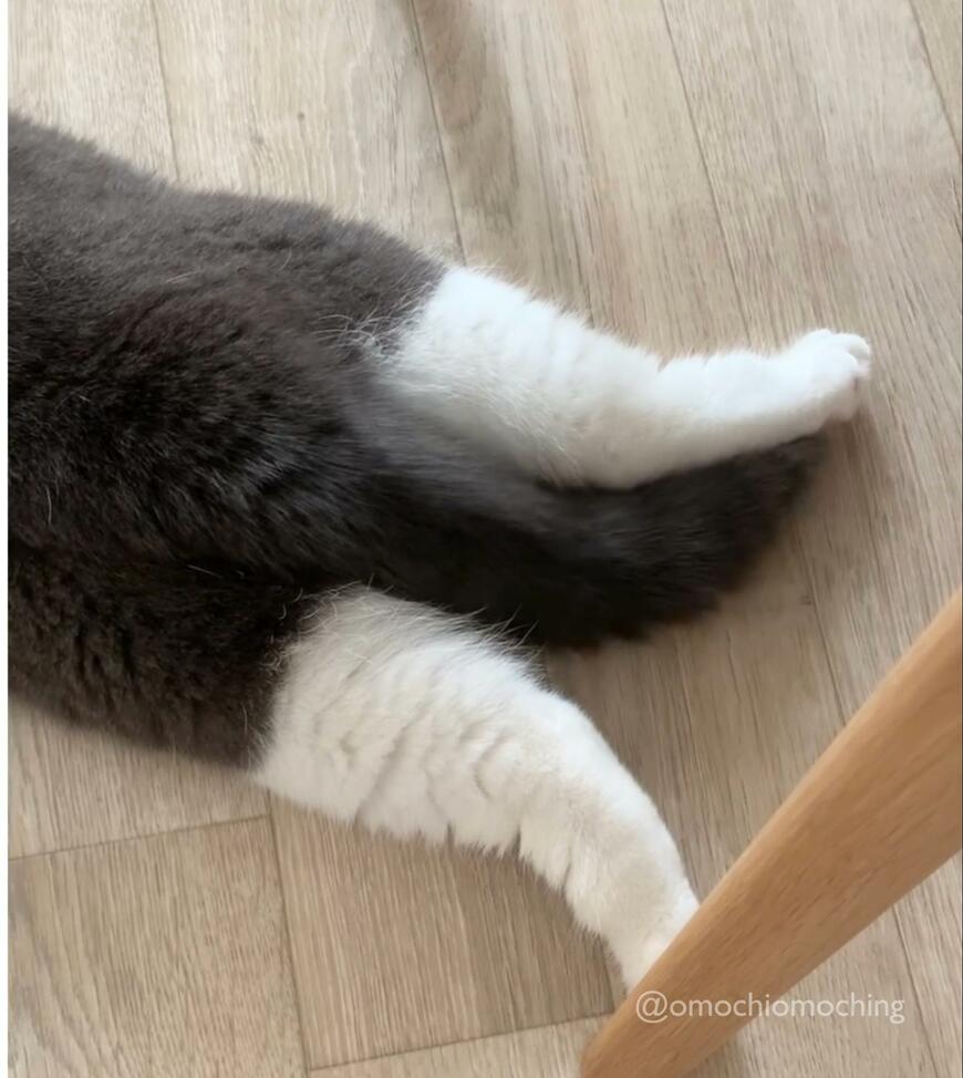 猫の足としっぽ