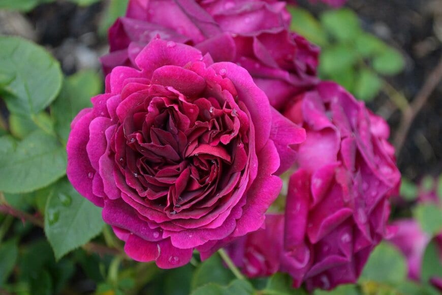 赤紫色のバラのアップ画像